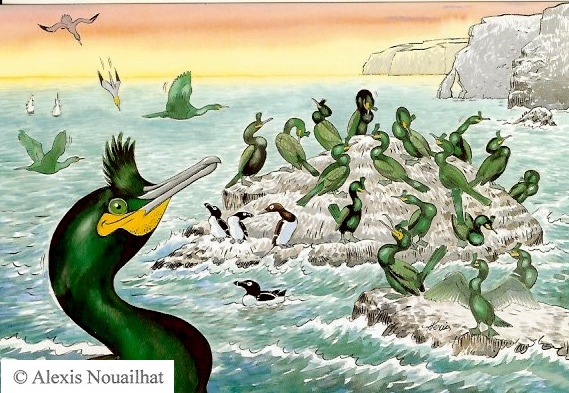 les cormorans huppés