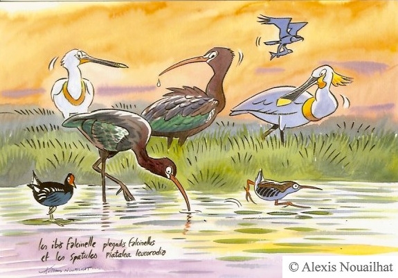 les ibis falcinelles et les spatules