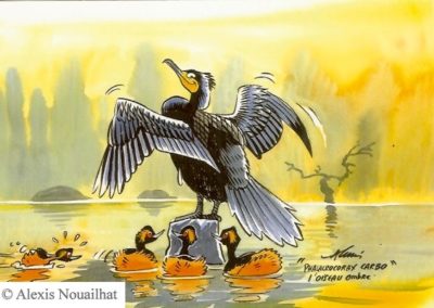 le grand cormoran et les grèbes à cou noir