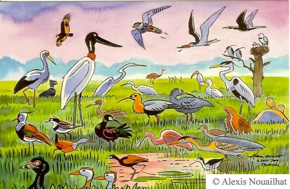 les oiseaux du Pantanal